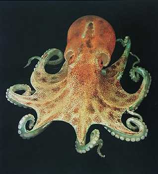 Hobotnica - Octopus vulgaris